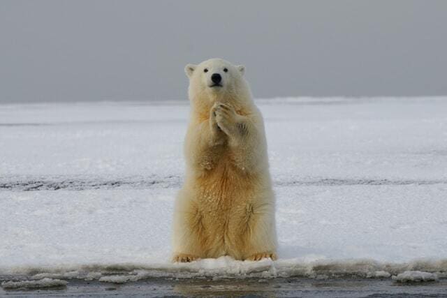 Urso Polar com as mão unidas em forma de prece pedindo para diminuir o aquecimento global