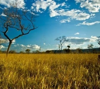 Os Biomas do Brasil - Cerrado - Características e degradação