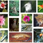 O que é a Biodiversidade?