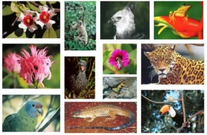 O que é a Biodiversidade?