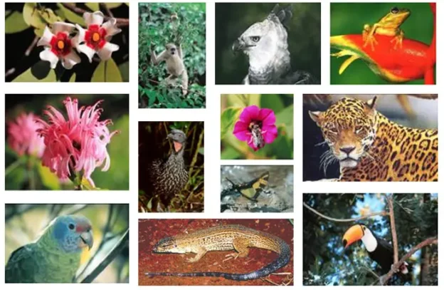 O que é a Biodiversidade? Para entender e ajudar a proteger!