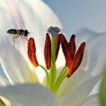 Abelha em pleno voo se aproxima dos estames de uma flor branca iluminada, destacando o processo natural de polinização.