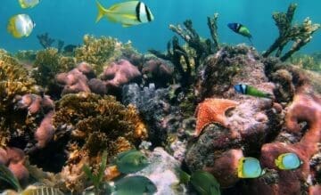 Linda representação de corais coloridos e peixes no fundo do mar mostra a importância de Salvar os oceanos e a vida marinha