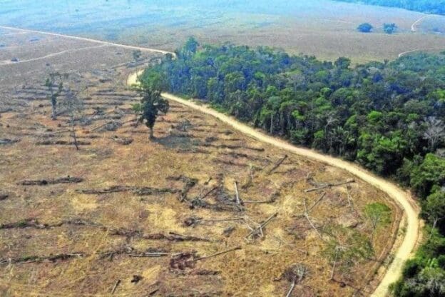Impactos do Desmatamento: A Degradação Ambiental em Números