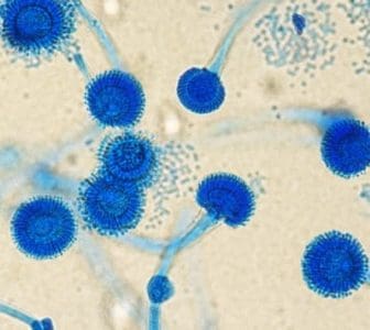 Fungos vistos no microscópio