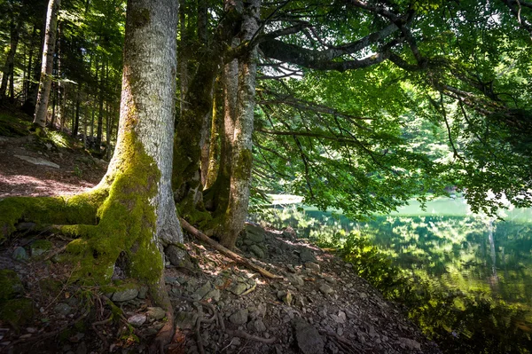 Recuse produtos - defenda os Ecossistema floresta