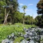 Agricultura regenerativa - Agroflorestas