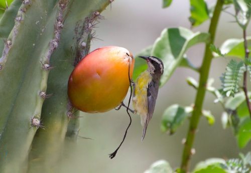 Periquito verde comendo o fruto do mandacaru