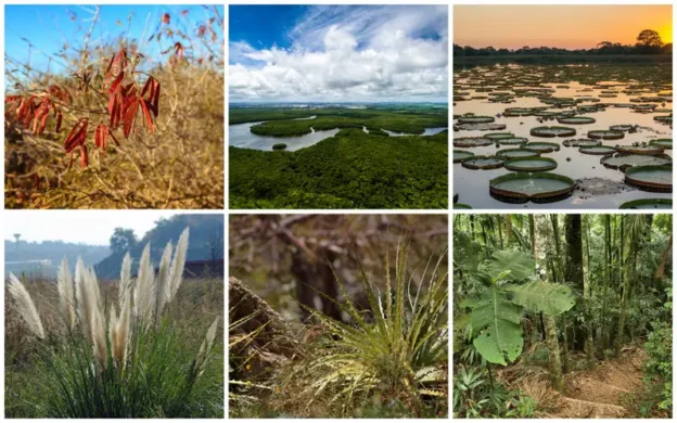 Biomas do Brasil