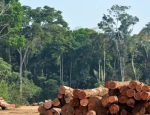Insustentabilidade dos biomas brasileiros - Desmatamento Amazônia