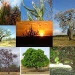 Fotografias em mosaico de várias espécies de árvores de diferentes biomas.
