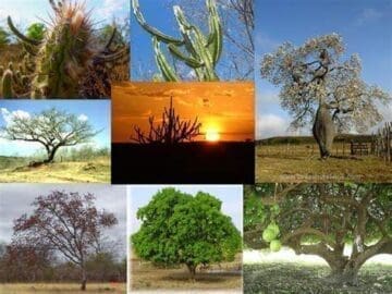 Fotografias em mosaico de várias espécies de árvores de diferentes biomas.