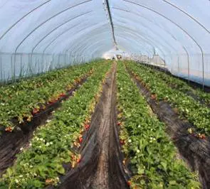 Produção alimentar dentro do modelo da Agroecologia no Brasil
