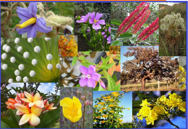 Flora do cerrado