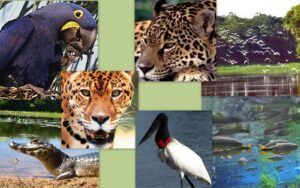 Insustentabilidade dos biomas brasileiros - Animais do bioma Pantanal