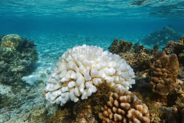 Recifes de Coral – Importância, ameaças e como podemos proteger