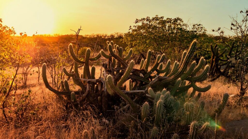 Paisagem do bioma Caatinga