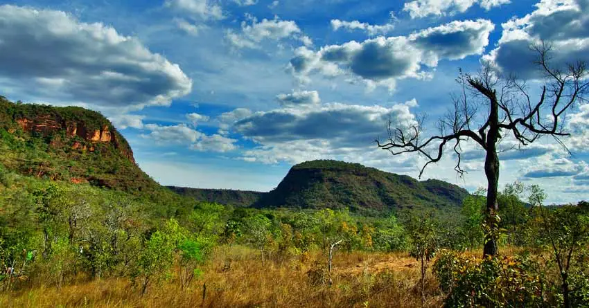 Bioma Cerrado