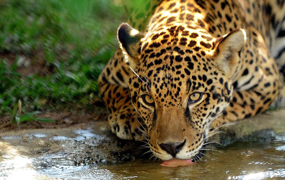 Onça-pintada, animal símbolo do Pantanal