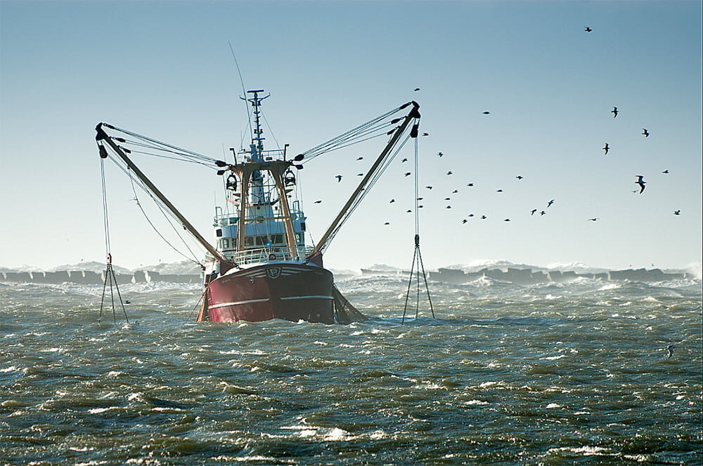Pesca de arrasto impacta a sustentabilidade dos oceanos