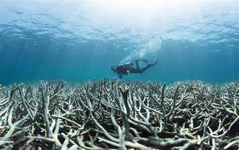 O que é a acidificação dos oceanos e quais as suas consequências?