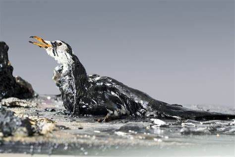 Derramamento de óleo afeta a vida marítima