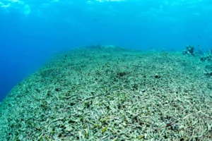 Destruição dos corais marinhos