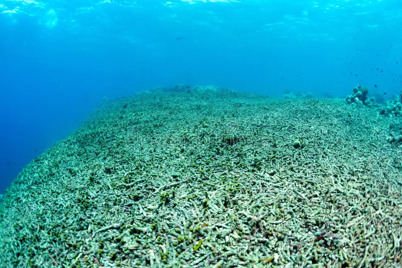 Destruição dos corais marinhos
