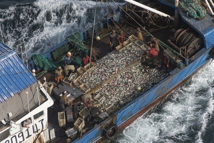 Pesca industrial causa sobrepesca