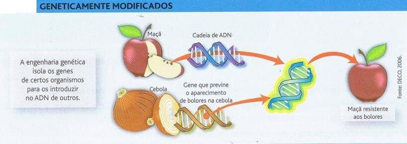 Processo de criação de um OGM