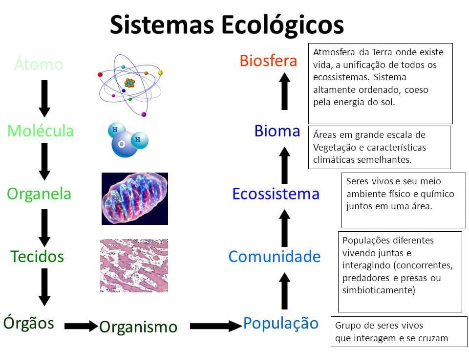 Sistemas biológicos ecossistemas e biomas - diferenças