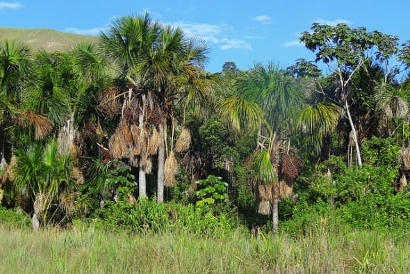 Características da Vegetação do Cerrado