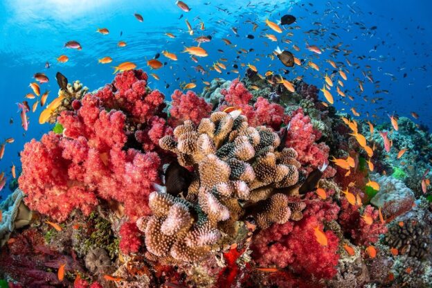 A destruição dos corais marinhos: consequência das mudanças climáticas