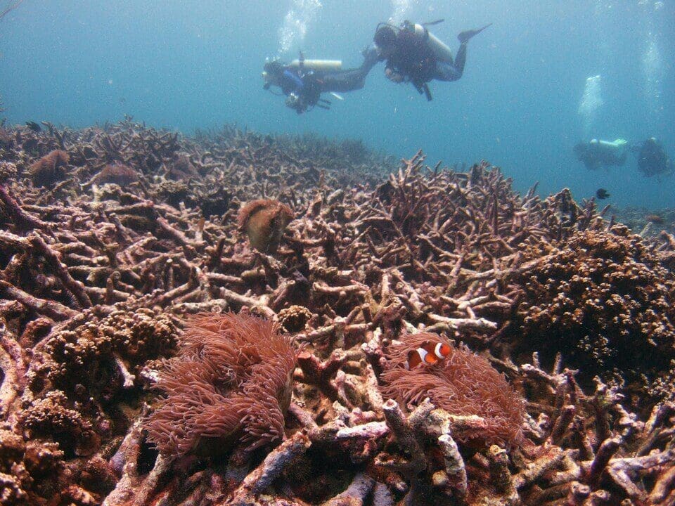 Destruição dos corais marinhos