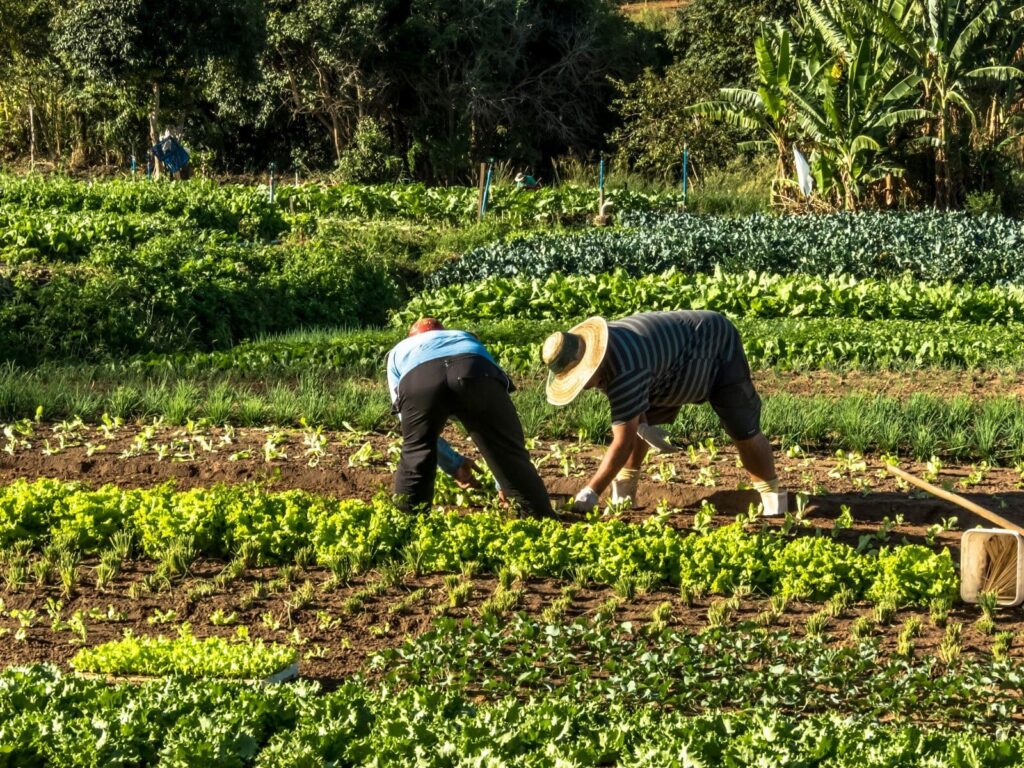 Agricultura familiar como solução para a pobreza rural