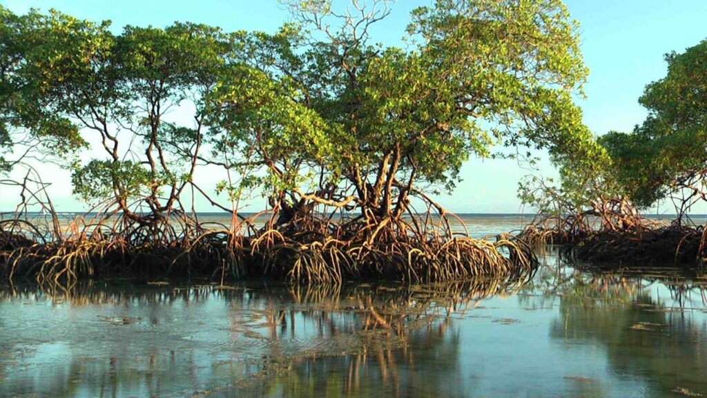 mangues no litoral brasileiro - características