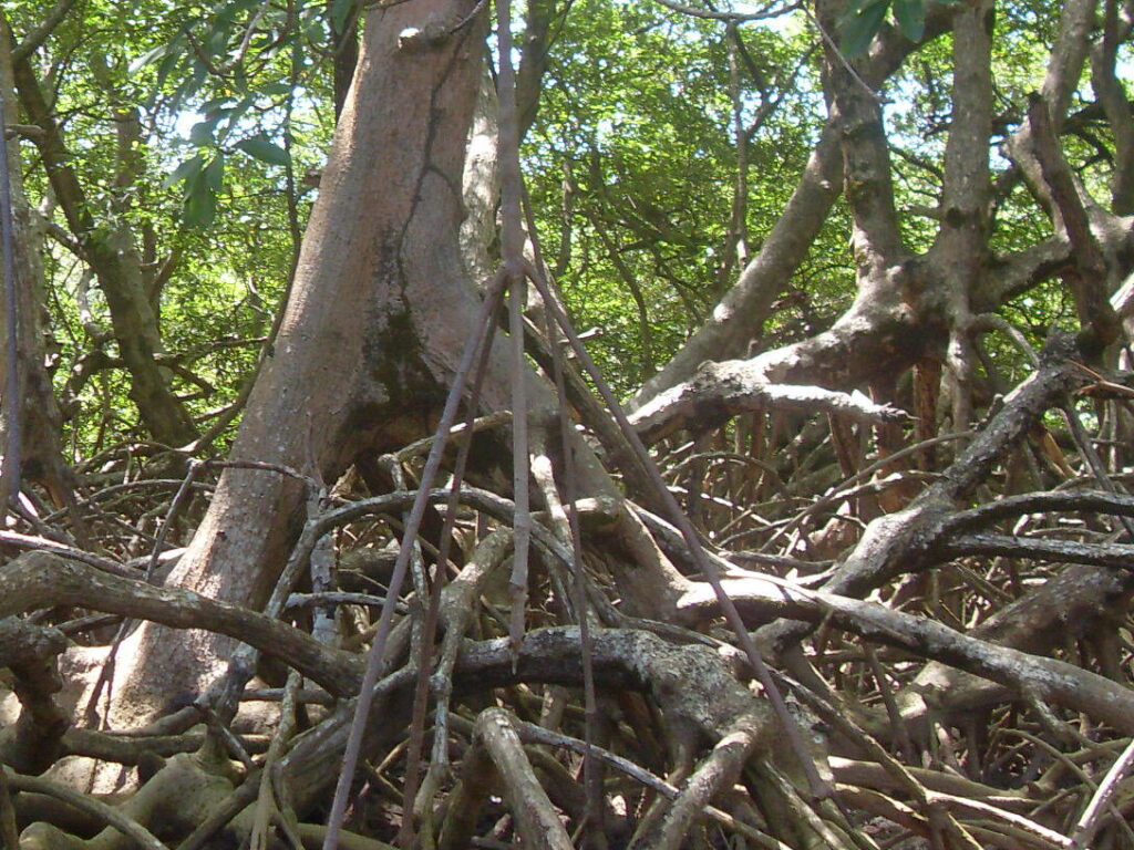 Raízes das árvores dos mangues