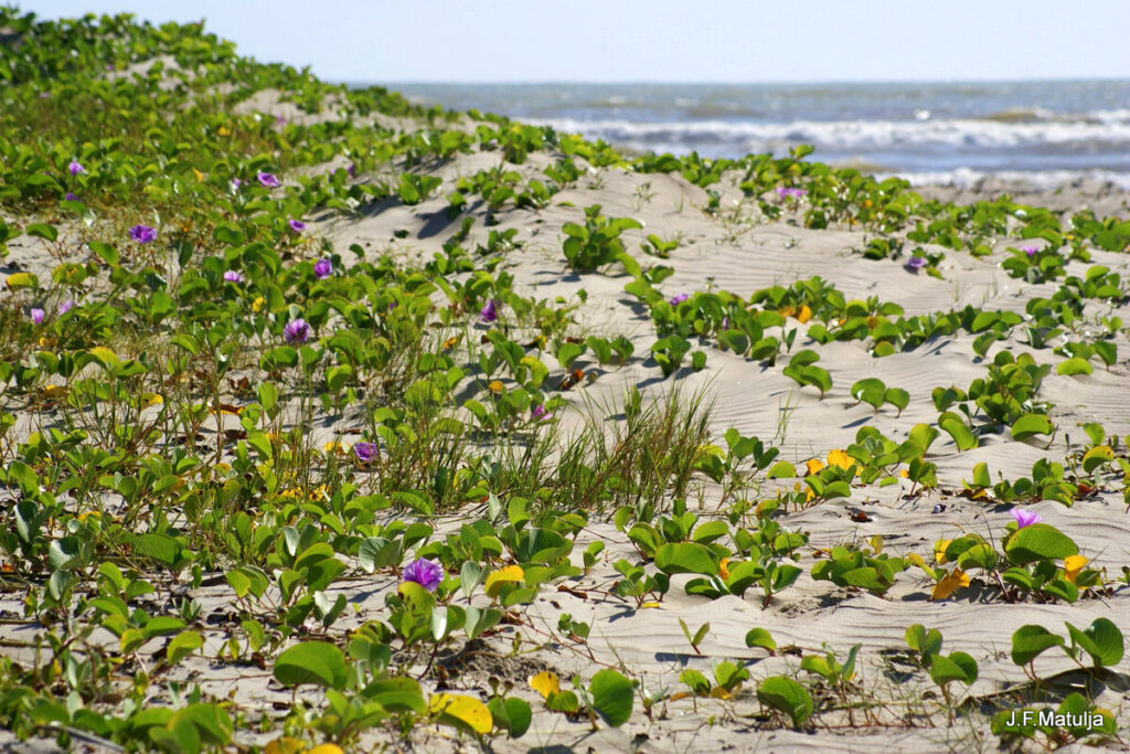 Restingas são importantes para a sustentabilidade