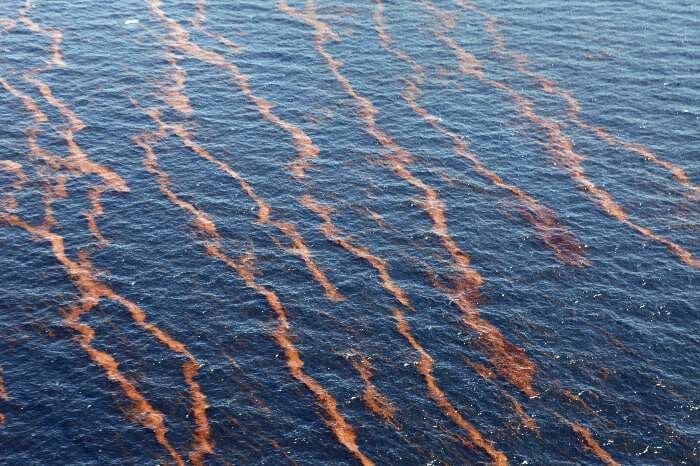Proliferação de algas nas zonas mortas nos oceanos