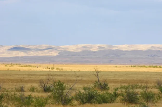 Estepe – Características, fauna, flora e clima do bioma