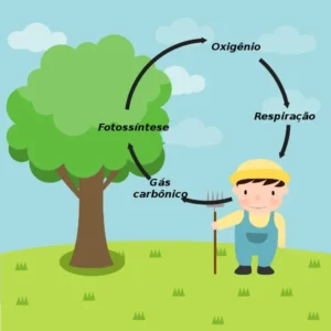 Ciclos biogeoquímicos resumo