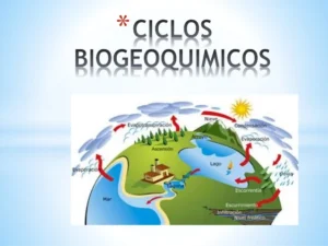 os ciclos biogeoquímicos