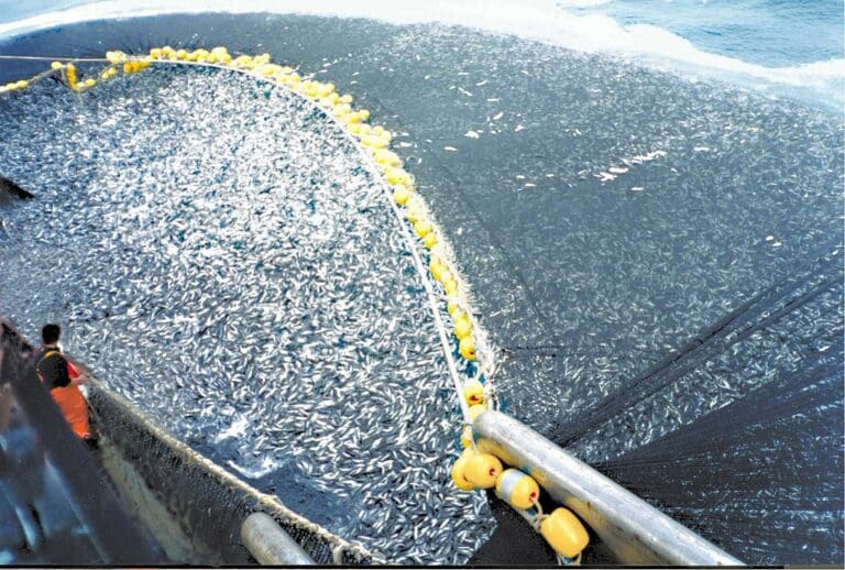 Pesca Predatória, o que é, tipos, impactos e consequências