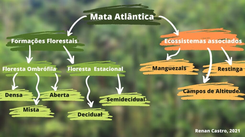 Bioma Mata Atlântica e seus ecossistemas