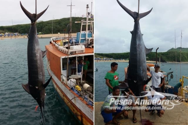 Pesca predatoria em Fernando de Noronha