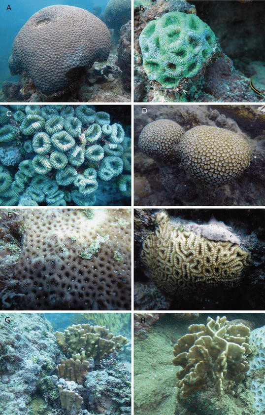 Coral Mussismilia braziliensis