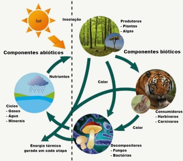 Ecossistema - O que é, Tipos, classificação, exemplos e resumo