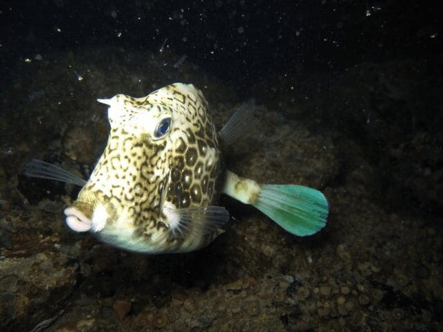 Peixe na Reserva Marinha do Arvoredo