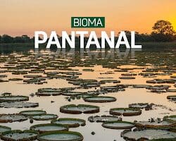 Bioma Pantanal