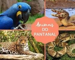 Animais do Bioma Pantanal